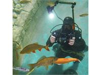 Fotokurs im Wasser: Einsatz von künstlichem Licht (Blitz / Lampe) - Samstag, 20. Juni 2026