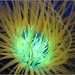 SeaLife Sea Dragon Fluoro-Dual Beam Lampe (inkl. Gelbfilter/Grundplatte/Griff) | Bild 4