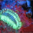 SeaLife Sea Dragon Fluoro-Dual Beam Lampe (inkl. Gelbfilter/Grundplatte/Griff) | Bild 3