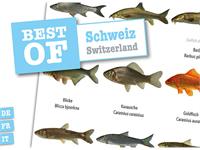 Dive-Sticker (8 Bogen mit total 96 Selbstklebe-Bildern inkl. ID in deutsch/lateinisch) - Schweiz (2 x 48 Sticker)